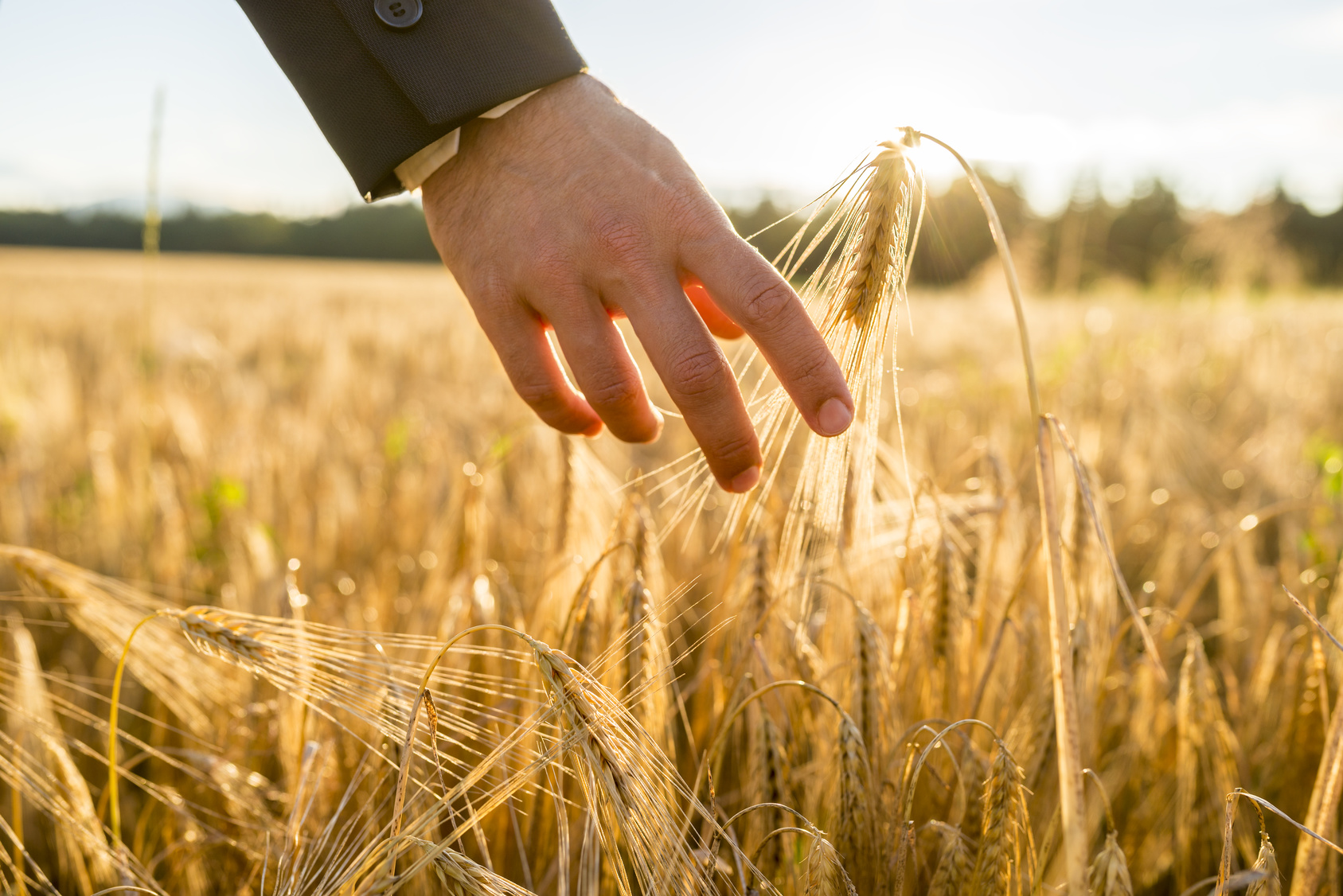 Plan sur une main dans un champ de blé